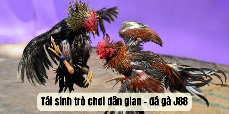 Tái sinh trò chơi dân gian - đá gà J88