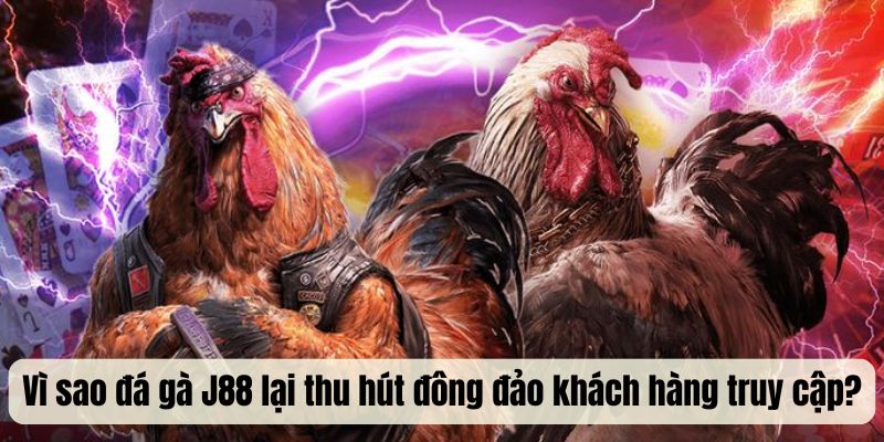 Vì sao đá gà J88 lại thu hút đông đảo khách hàng truy cập?