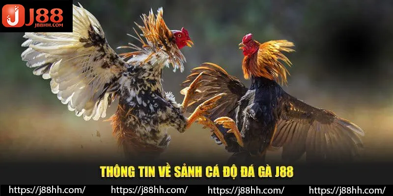 Chuyên mục chọi gà được săn đón hàng đầu trên thị trường
